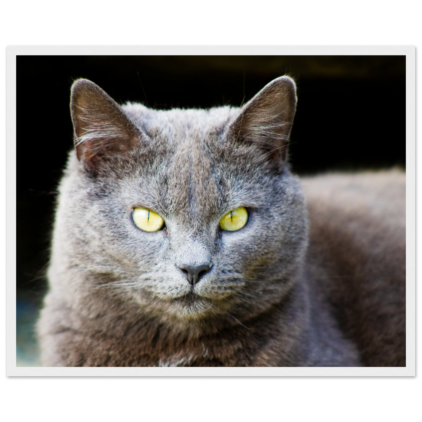 6c316eff-029f-4b17-8bbb-5e6d2216851c