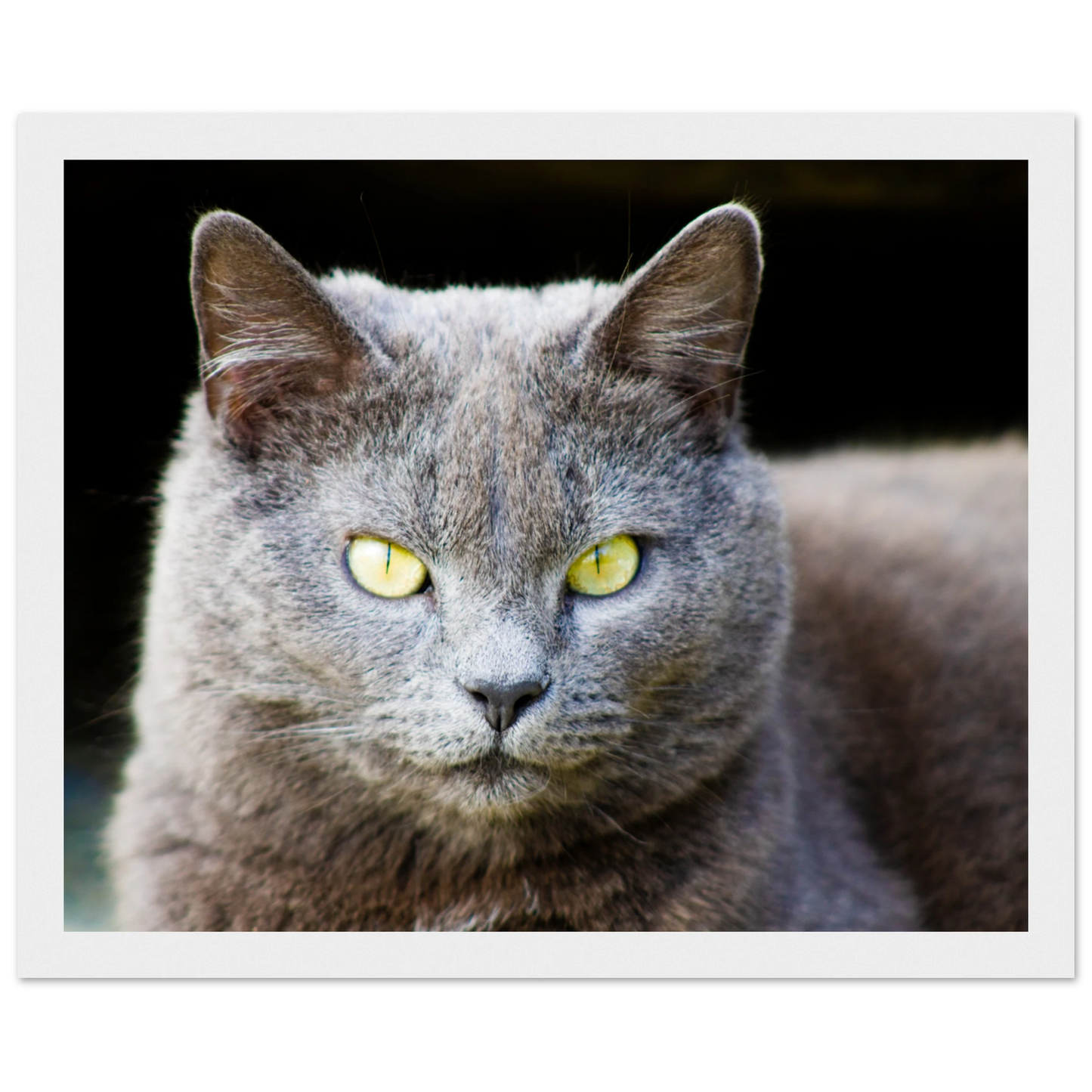 c1085058-af48-4880-bcb1-5bb4b49bd222
